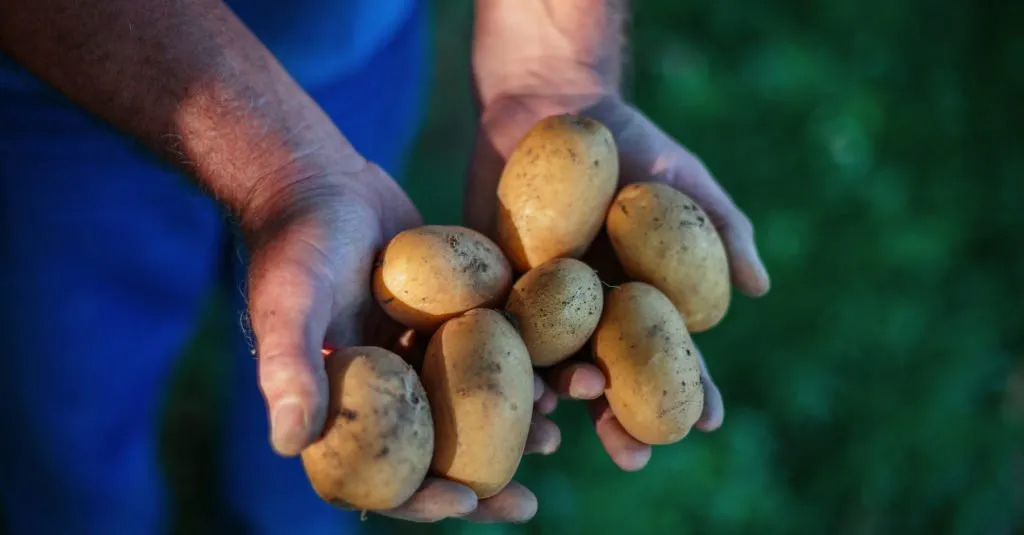 Asit Borik ve Patates ile Böcek İlacı Yapımı: Etkili ve Doğal Çözümler