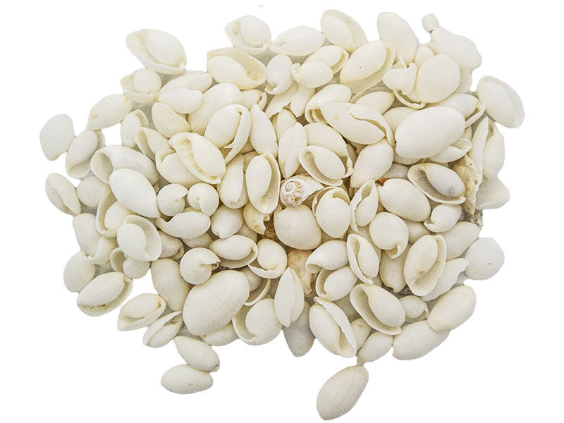 Beyaz Deniz Kabuğu 100 GR - 1