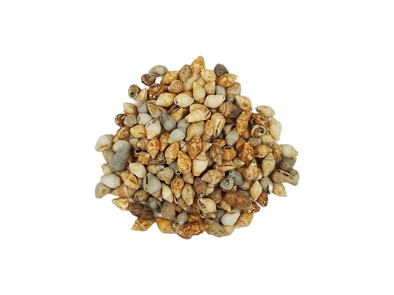 Deniz Kabuğu Naturel 1 CM - 100 GR - Kimyacınız